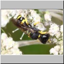 Ectemnius continuus - Grabwespe m06a 9mm - OS-Hellern Waldwiese det.jpg